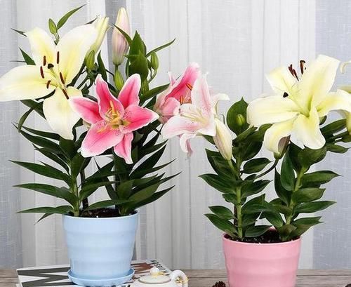  花友|北方花友冬季养花，定期喷洒2种水，保准多开花、不生病虫害