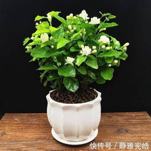 叶油绿|给茉莉花吃一颗鸡蛋,叶油绿,花量大,开花香,美极了