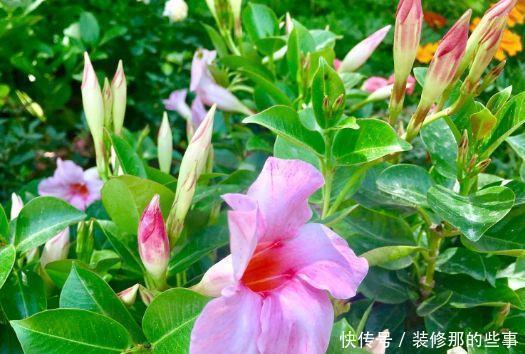 几款散发清新花香的花卉,养在家里,花香四溢,阳台变花海