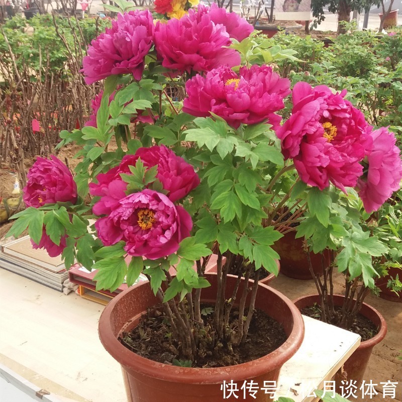 金枝玉叶|公认好养的5种花,能活一百年,开花吉利带仙气,越养越值钱