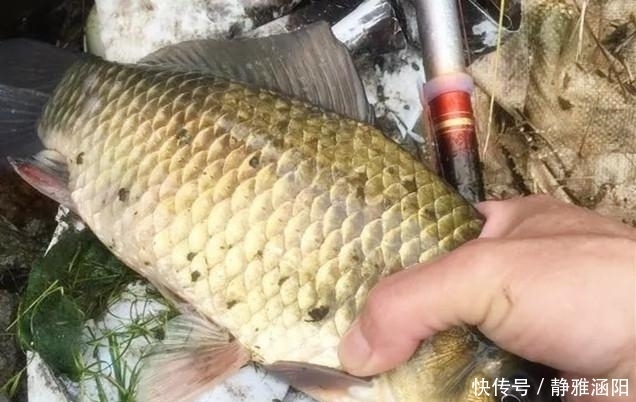 野钓|野钓最容易爆护的钓法，下钩几分钟就上鱼，没五年野钓经验玩不动