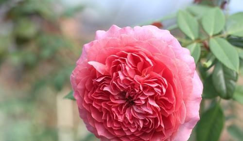  养护|超美艳的3种花，花朵又美又香，四季开花，养护简单，新手也能养