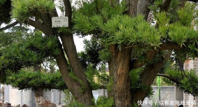 白鹤芋|人养花，花亦养人，听说聪明人都在养这五种花，你家有吗？