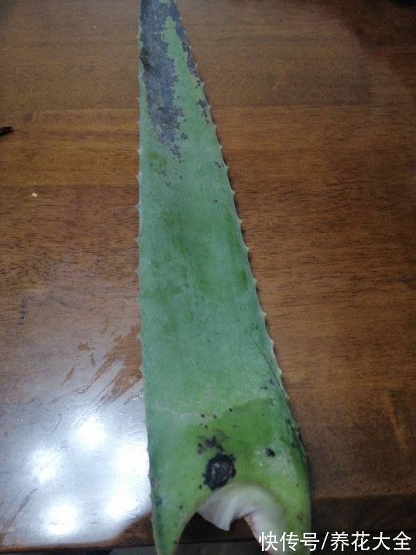 涂抹|喜欢养花的女人,最好养盆芦荟,美容养生特别养人