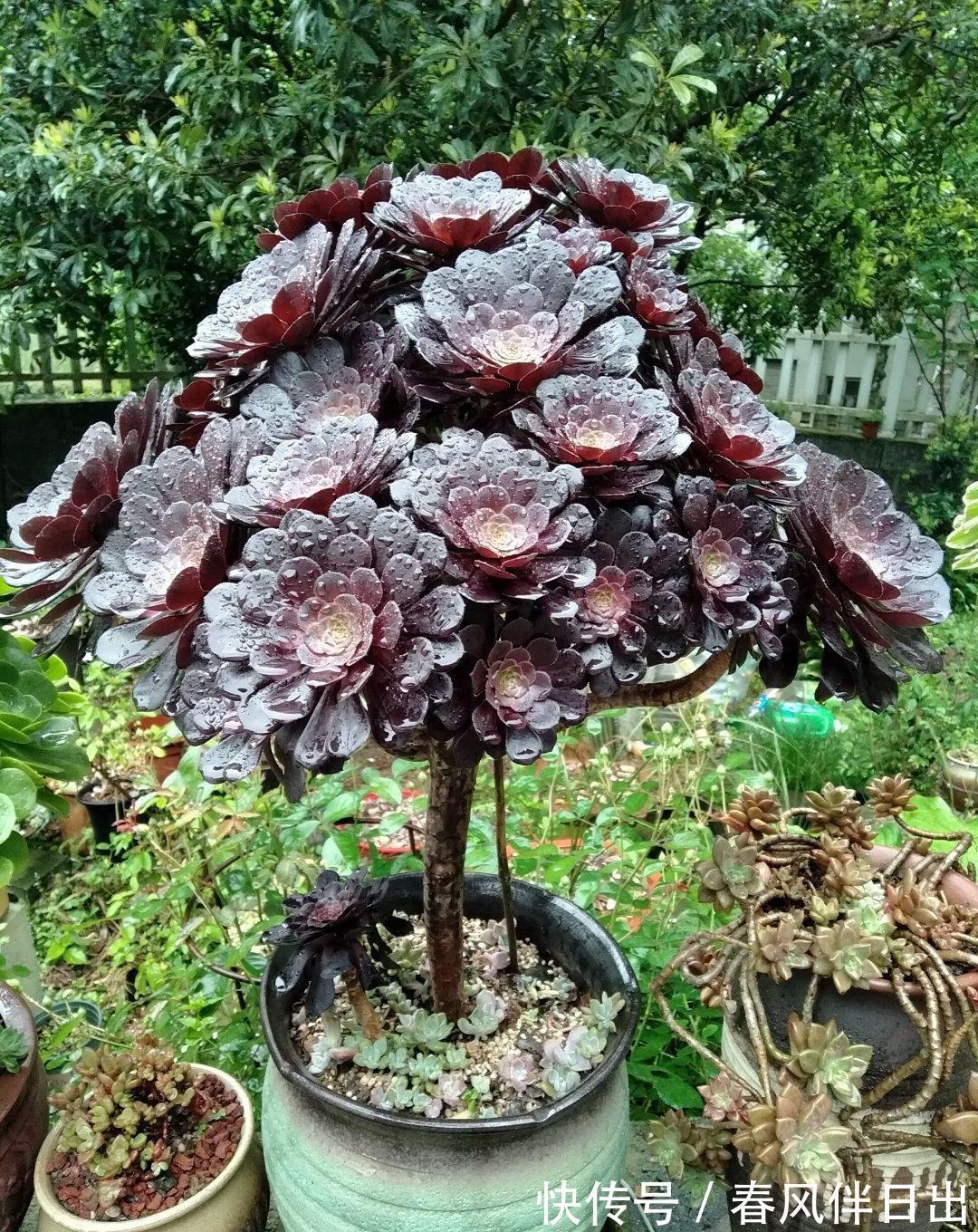 养护|多肉法师有“三怕”,难怪叶片哗哗掉,避开半年内逆袭成小老桩