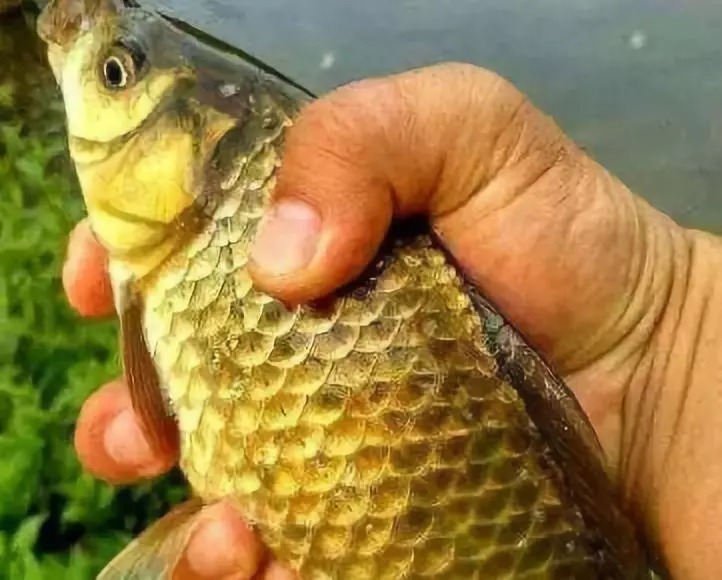 别封竿，钓鱼空军有救了，冬天钓大板鲫最拿手的绝技分享