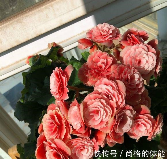 一到冬天就开挂，养在室内“疯狂”开花，花朵跟“玫瑰”一样漂亮！