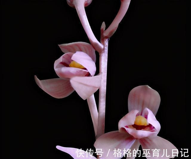 吊兰|它和“吊兰”一样好养,花叶双艺,芳香怡人,勤花勤草显档次