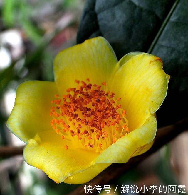 此花真不错,花色金黄,营养丰富,观赏食用两不误,你见过吗