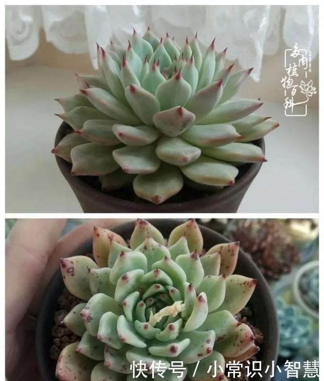 艳日辉|我是多肉飘窗党，我来晚了！我是多肉飘窗党，我来晚了！