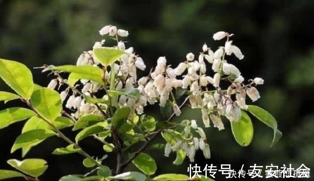 采摘|农村这野果有个外号叫“野蓝莓”,人们都爱吃,但却不知其功效!