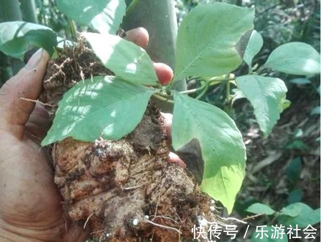 四叶参|农村一植物,人称“四叶参”,和人参齐名,价值珍贵,遇到要珍惜