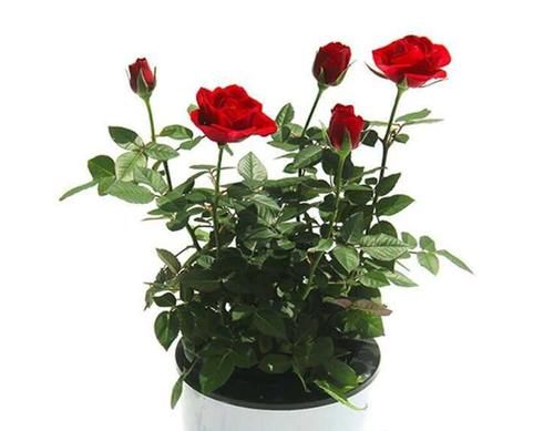  冬天|五种花冬天真的太难养，一般环境达不到，建议还是不养得好