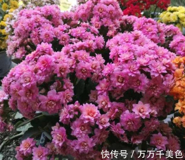 家里一个小东西,秋天用来养长寿花,叶片油亮花开鲜艳,美极了