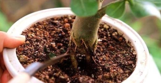 玫瑰花|阳台要想变漂亮,此花养2盆,一到花期,颜值不输玫瑰,养了就爱!