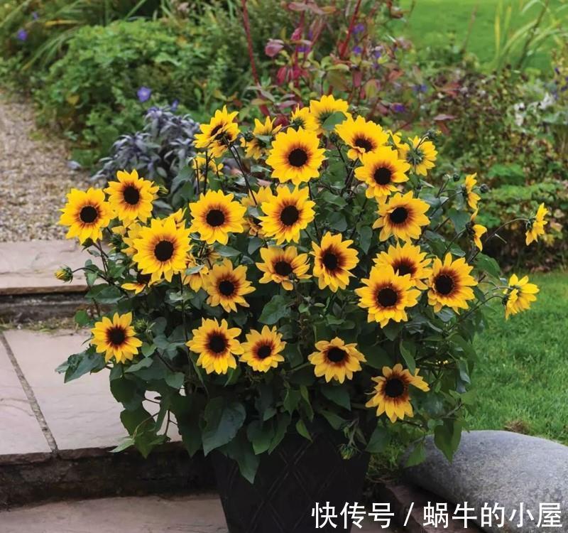 三角梅|7种“泼辣花”,耐晒又抗热,40度高温使劲晒,花苞满满晒出来