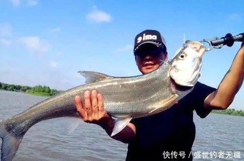钓翘嘴的季节到了,学会这4个技巧,鱼获差不了!——盛世三渔