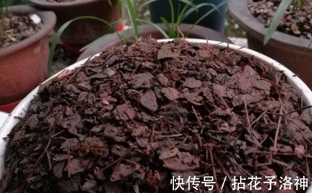 花友们|家庭养多肉，随手丢些柳树皮，入冬后植株依旧根壮长得旺