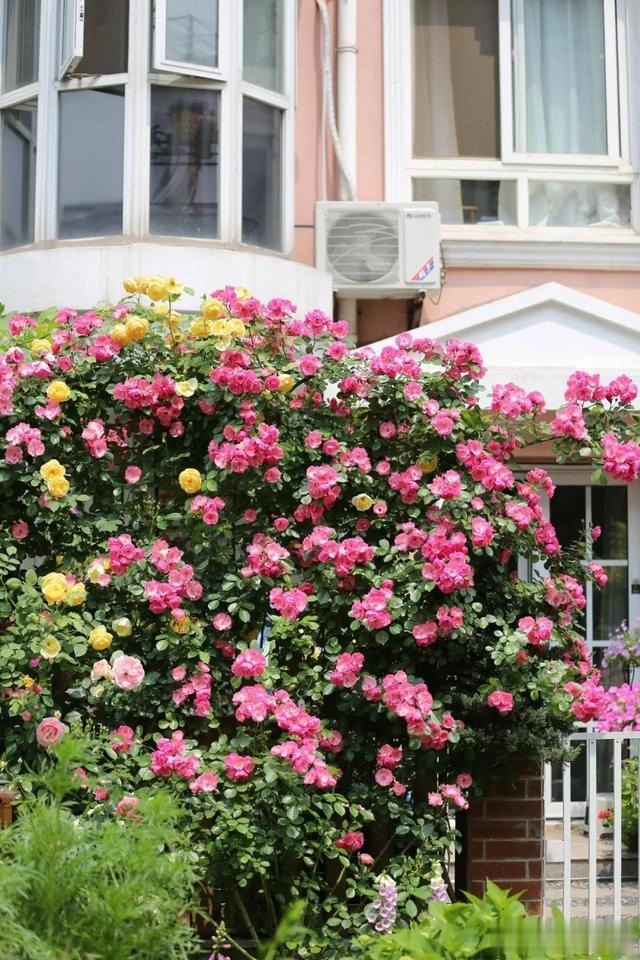 圆滚滚的绣球,瀑布般的花墙,这届花友也太会种花了吧