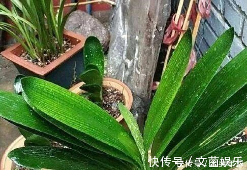 什么啤酒水、黄豆水都不如一把“它”,盆里埋一点,啥花都爆盆