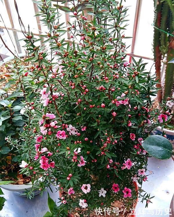 16种花被誉为冬日里的“开花机器”,喜欢就可以养起来,又美又香