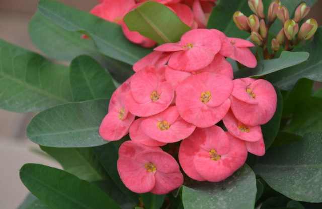 观赏性|万万不要养绿萝吊兰了,越来越多人在家养这种绿植,四季开花不断