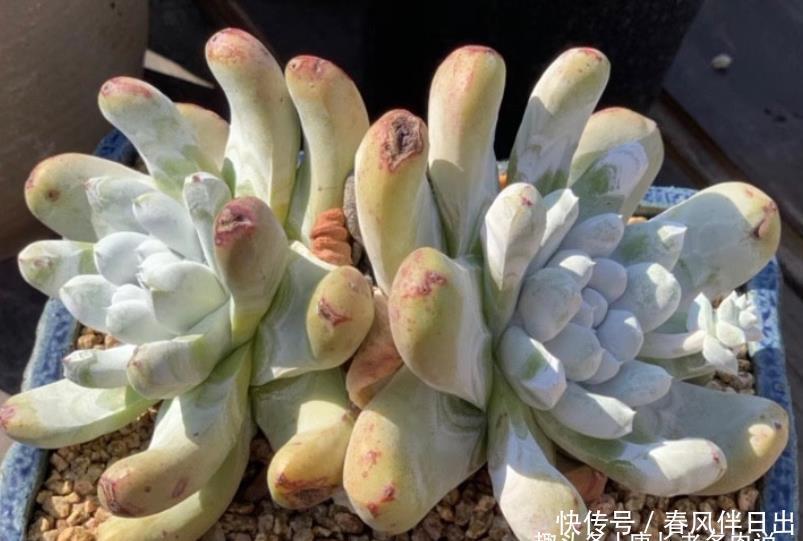 法师|喜欢多肉丛林桩却不知道怎么养成?其实只需要简单的一步操作便可