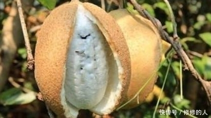 果子|深山里藏着的这野果子,你吃过没?城里人可是想吃都不一定吃得到