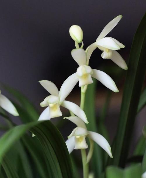  持久|高雅之兰“青山玉泉”，花叶俱美，香味浓郁持久，每年可开花3次