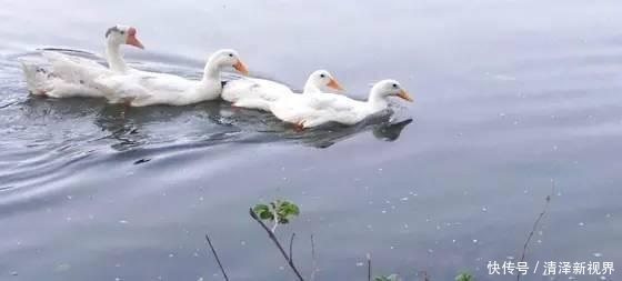 家禽|野钓时遇到这样的钓位别错过,这些都是绝佳的钓位!