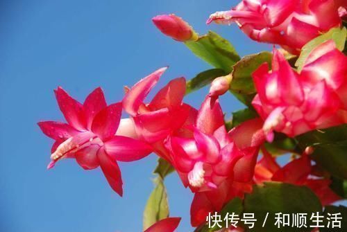 盆栽|养蟹爪兰这4个千万不能放,很容易黄叶掉蕾,赶紧搬到这2个地方