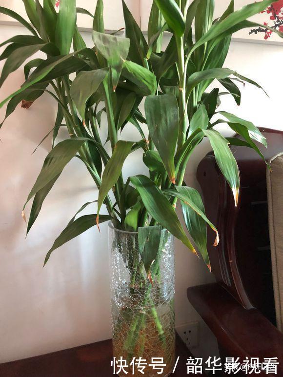 家里不能养的花，这3类绿植，白送都不要，危害巨大不建议养