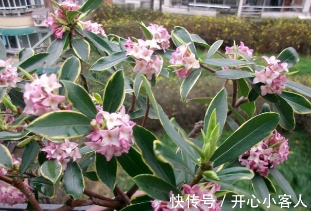 阳台就养这些花,花香味浓,久聚不散,香味飘满屋!