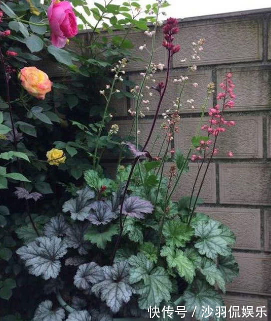 3种花与月季不同，长出“花苞”马上剪，要不颜值低