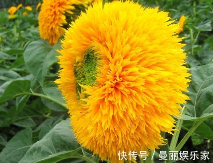 观赏价值|花界萌宠似“金光太阳”,又似“可爱小熊”,好养易活、花期长