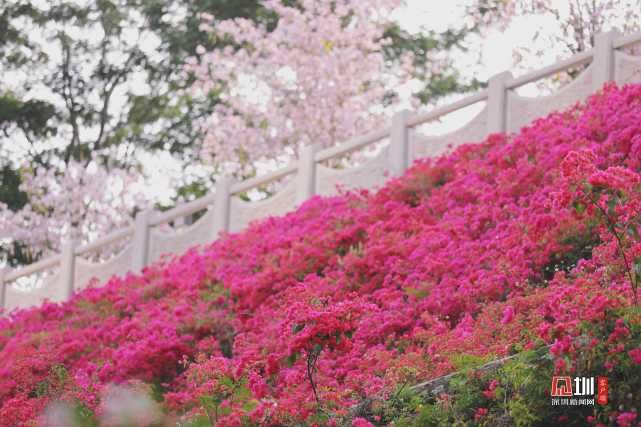 繁花绽放装点光明 一步走进春天里