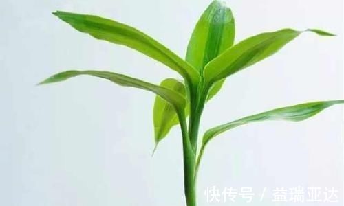 好运|家里养富贵竹，几根招财几根吉祥凑个吉利数，好运自然来