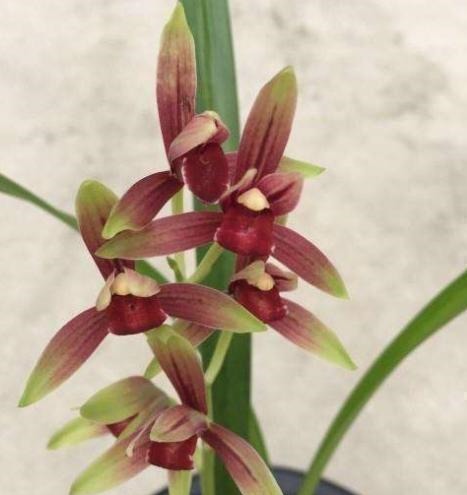 此兰花“一苗难求”,花开有其香,是顶级红素,曾被炒到百万