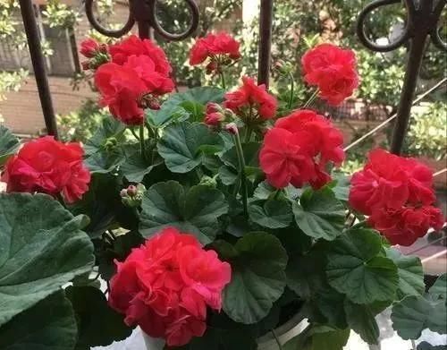 家里养“5种花”，要多“晒一晒”，根壮叶绿、开花不断