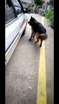 |搞笑GIF: 我猜学员是个女司机,要不你看教练都急成狗了