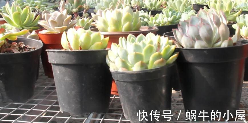 多肉|有些人多肉养不好,却该怪自己“太勤快”,有你吗?