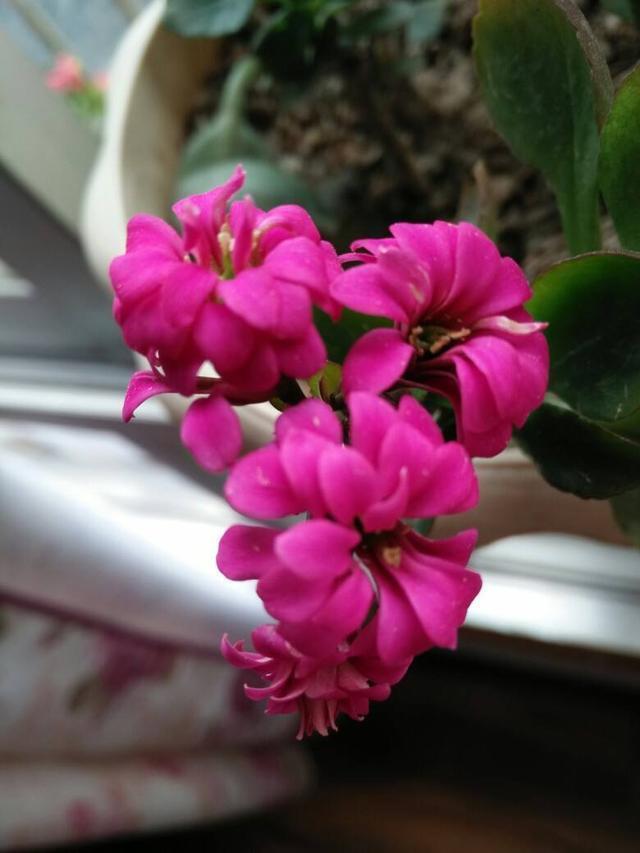 施肥|长寿花最喜欢这种肥,盆里埋一点,一年施肥麻烦都省了