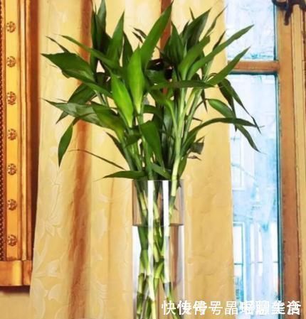 电视柜|电视旁边放啥花卉好?此“3种”植物都爱养,一年四季绿油油