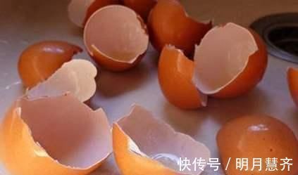 鸡蛋壳|这2样东西,丢了是垃圾,养花却是宝贝,家家户户都有
