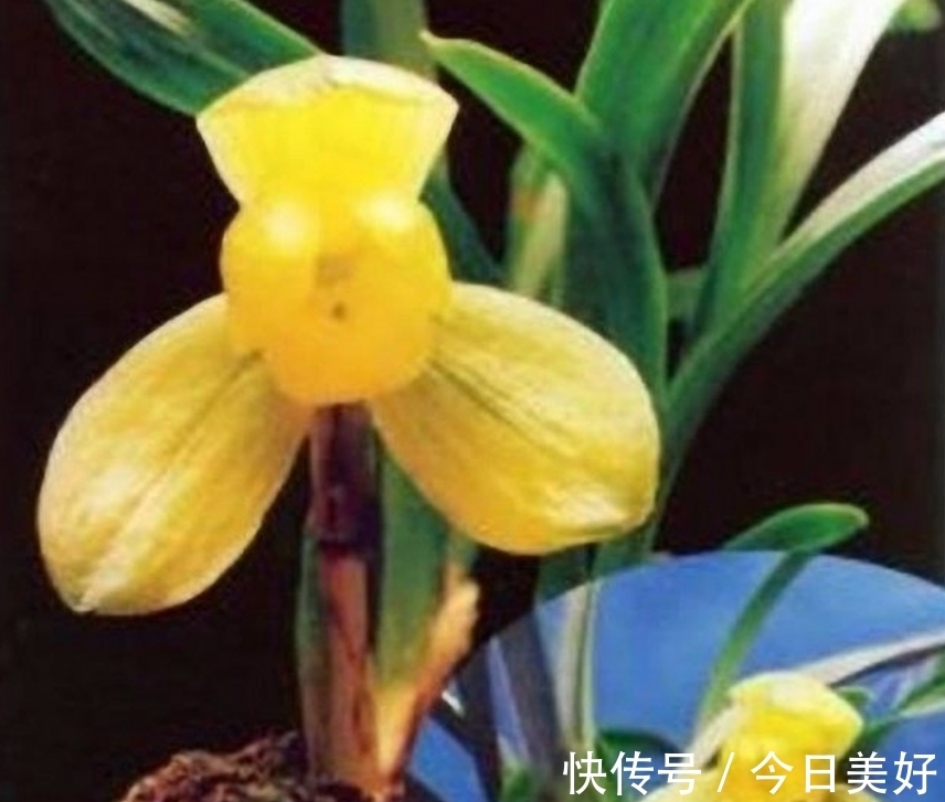 孤品|千万级别的天价孤品荷瓣兰,为何受追捧?如今还能见到吗?