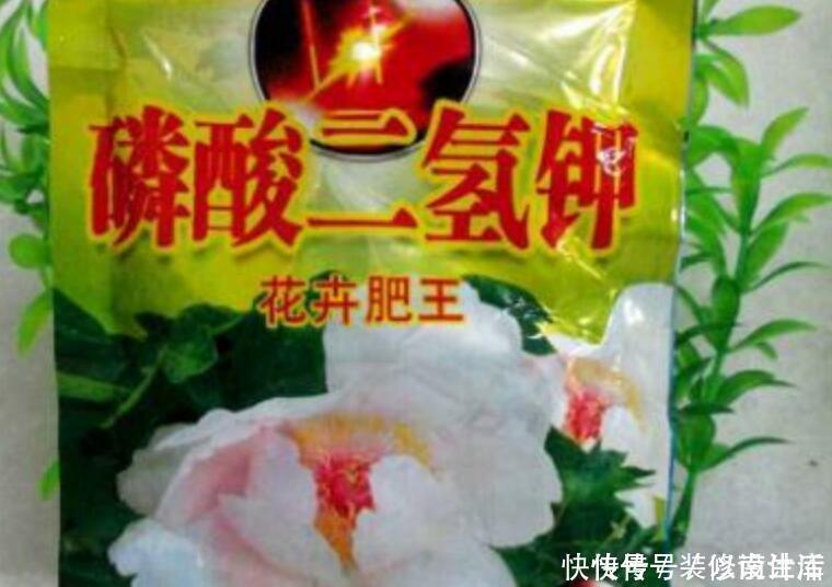 磷酸二氢钾|此1种花，花期超长，能开9个月，养一盆天天有花看