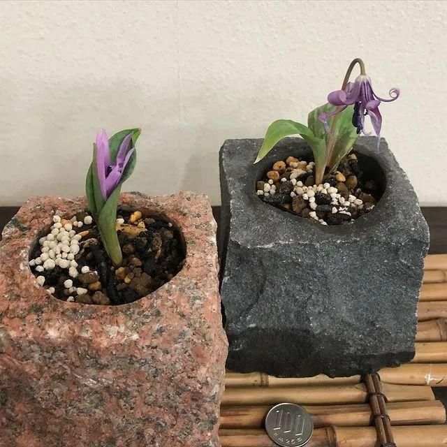 山野草，也高雅！