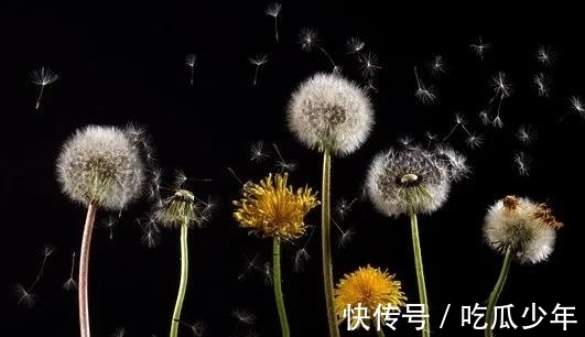 命运|3天内，桃花尽染，不曾改变，命运注定，表明心意，旧梦重拾