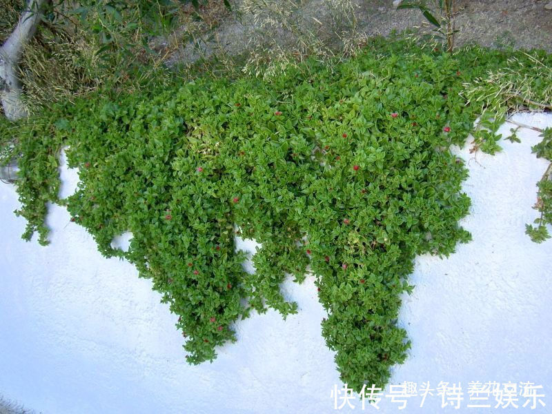 叶子娇嫩诱人的牡丹吊兰,以前被当野菜炒,转身变家里宝贝的盆栽