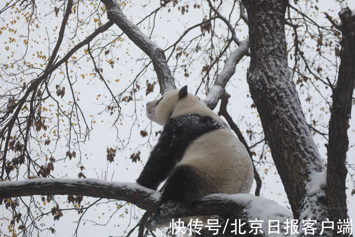 美景|立冬恰逢初雪，北京号带您“云”赏雪后美景